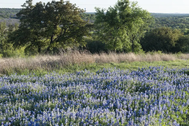 Field of bluebonnets below oak trees in the Texas Hill Country