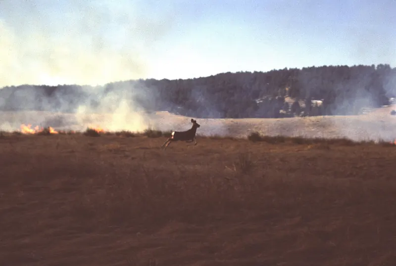 Grass fire burning across open plains with smoke haze as a deer runs past